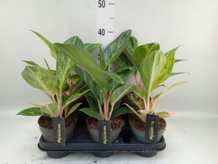 Aglaonema   ...