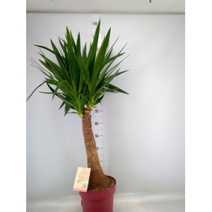 Yucca elephantipes   ...