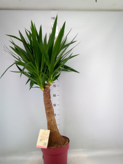 <h4>Yucca elephantipes   ...</h4>