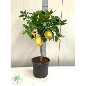 CITR LIMON