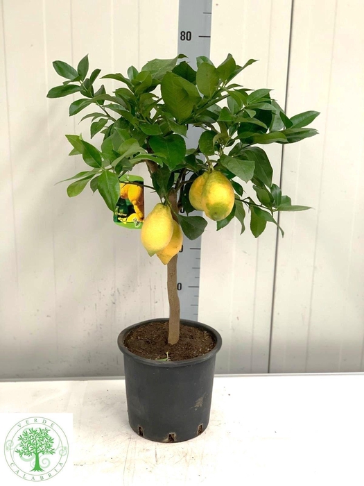<h4>CITR LIMON</h4>