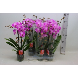 PHAL EL CASCADE