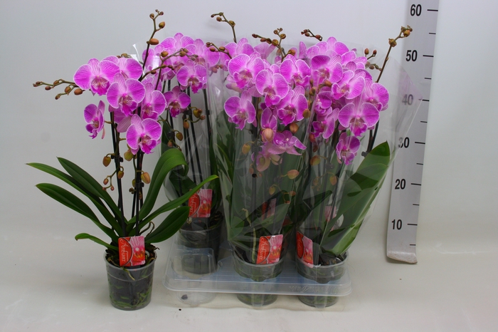 <h4>PHAL EL CASCADE</h4>