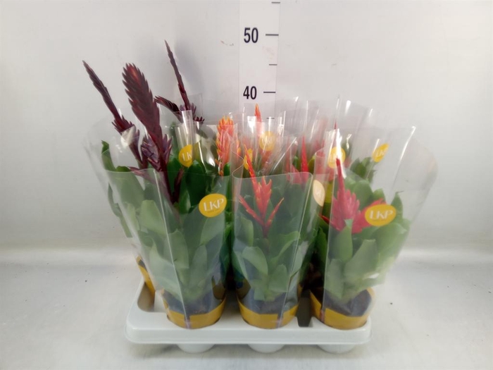 <h4>Bromelia   ...mix</h4>
