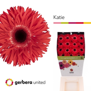 Ge Gs Katie+