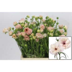 RAN BUTTERFL ARIADNE