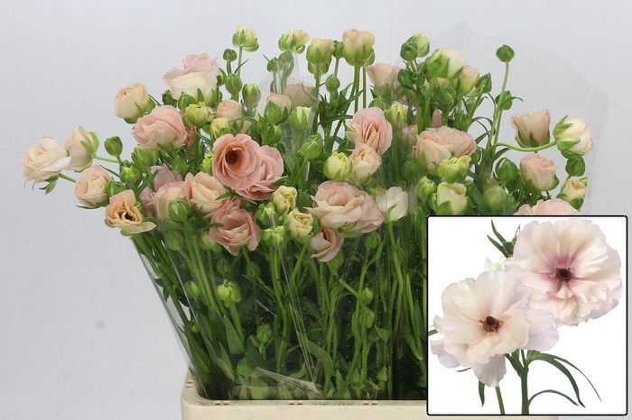 <h4>RAN BUTTERFL ARIADNE</h4>