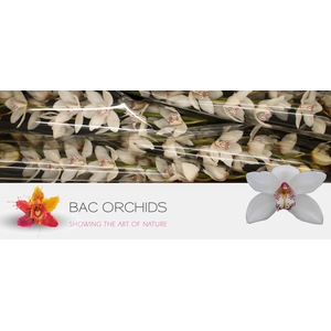 CYMB T MRS WHIT CRYS