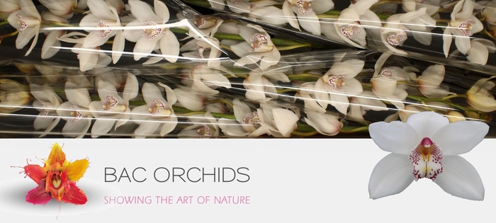 <h4>CYMB T MRS WHIT CRYS</h4>