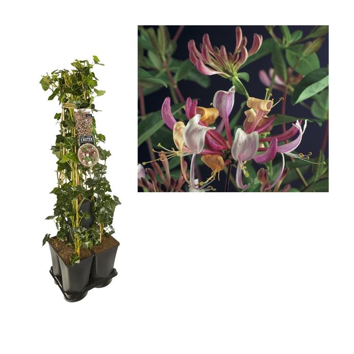 <h4>1 m. privacy mix Hedera + Lonicera per. 'Serotina' +label</h4>