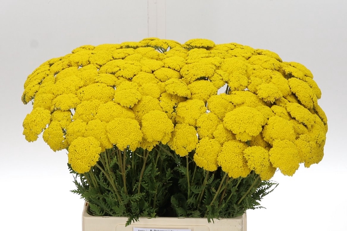 <h4>Achil F Park Variety 70</h4>