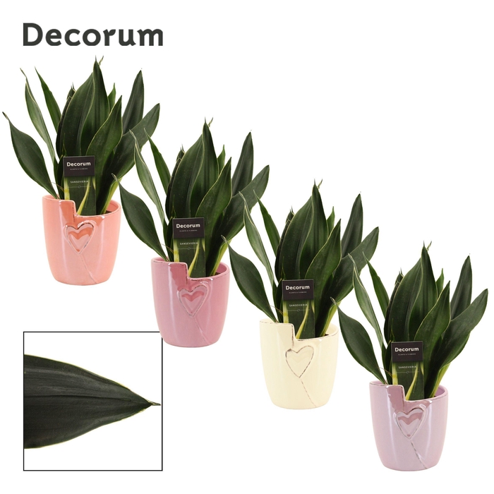 <h4>Sansevieria Black Diamond 12 cm in Joa (Special moods-collection</h4>