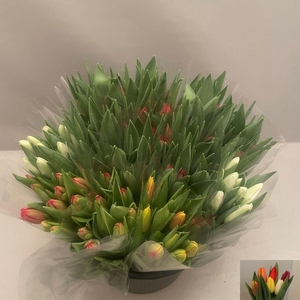 Tulipa si mix assorted