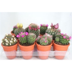 Cactus bloeiend gemengd