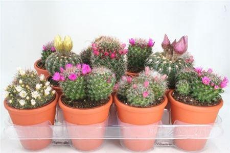 <h4>Cactus bloeiend gemengd</h4>