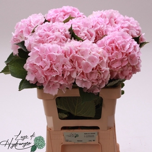 Hydr Verena Pink De Munck