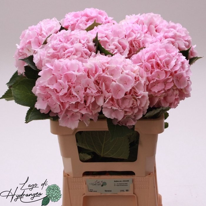 <h4>HYDR M CH VERENA</h4>