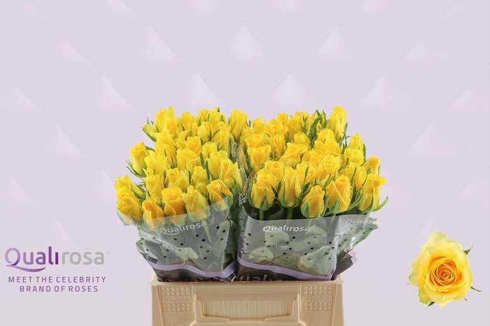 <h4>R Gr Moonwalk</h4>