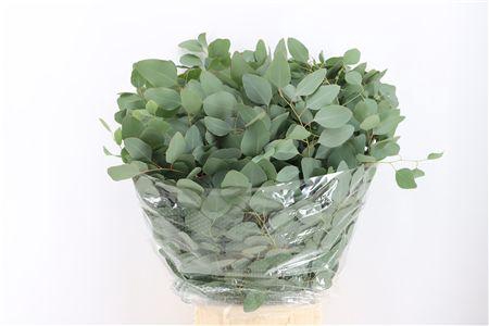 <h4>EUCA POPULUS 200GR P BUNCH</h4>