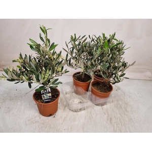 OLEA EUROPAEA