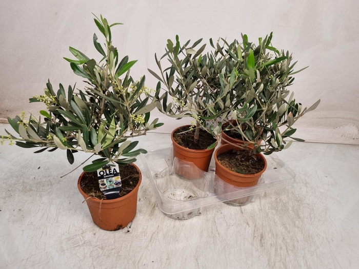 <h4>OLEA EUROPAEA</h4>