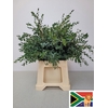EUC PARVIFOLIA PB -ZA-SUPER