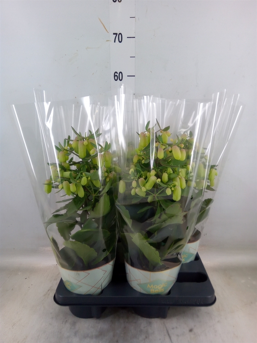 <h4>Kalanchoe  'Magic Bell'</h4>