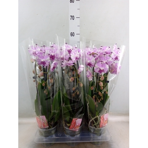 Phalaenopsis  'Elegant Cascade'
