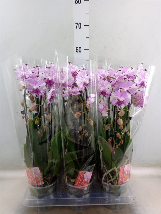 <h4>Phalaenopsis  'Elegant Cascade'</h4>