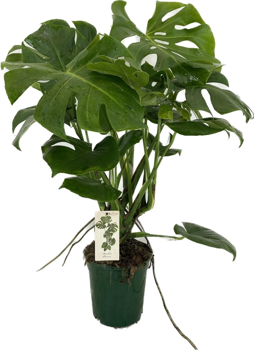 <h4>Monstera deliciosa p21</h4>