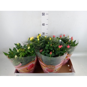 Rosa  'Favourite Roses'   ...mix 3