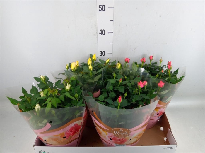 <h4>Rosa  'Favourite Roses'   ...mix 3</h4>