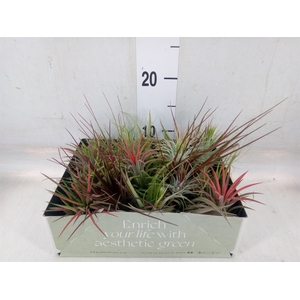Tillandsia