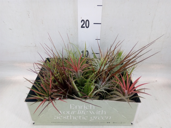<h4>Tillandsia</h4>