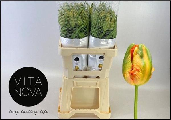 Tu Pa Avignon Parrot