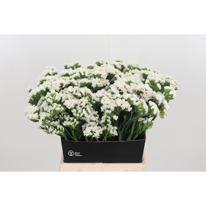Limonium S - Wh Starl Wings