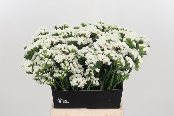 <h4>Limonium S - Wh Starl Wings</h4>