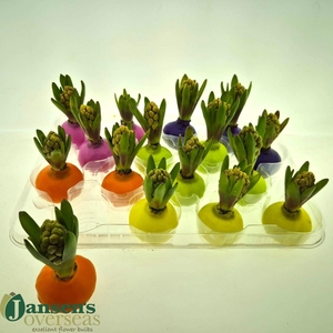 Hyacint Wax Mix Spring