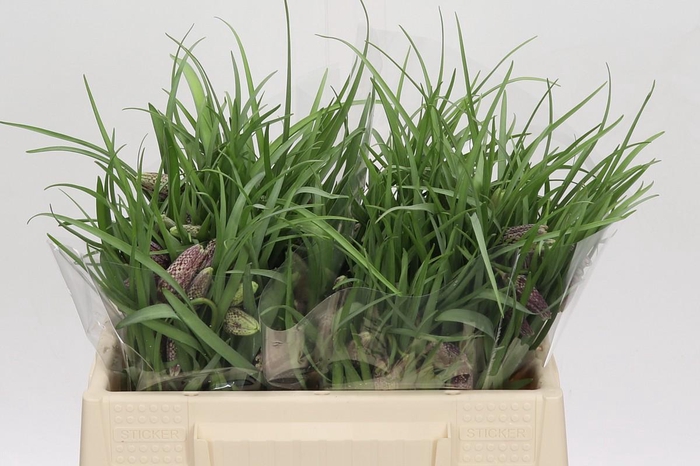 <h4>Fritillaria Meleagris</h4>