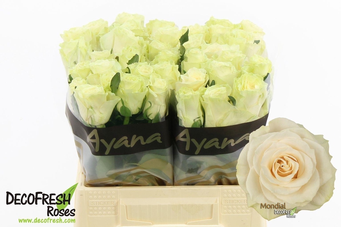 <h4>R Gr Mondial</h4>