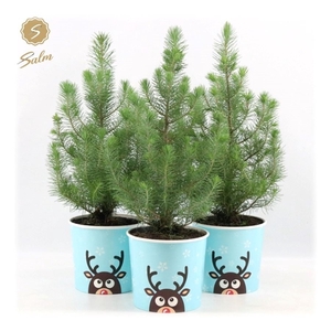 Pinus pinea 'Silver Crest' P17 in Cup X-mas Reindeer Light-Blue