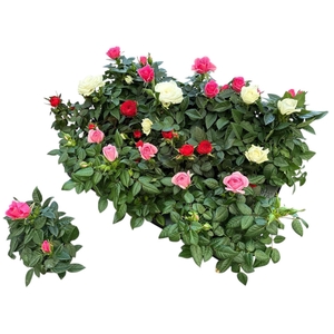 RO KORDANA GEM 4 SRT