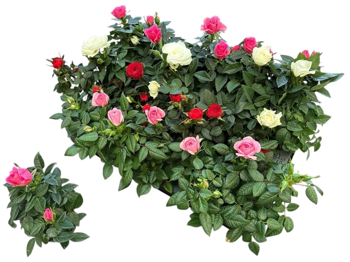 <h4>RO KORDANA GEM 4 SRT</h4>