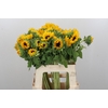 Helianthus Orange Fire