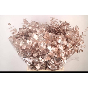 EUCA CIN KLB P BOS CHAMPAGNE H%