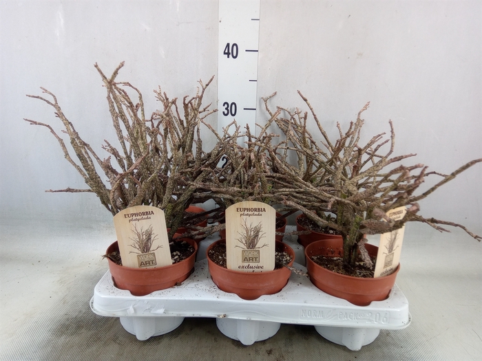 <h4>Euphorbia   ...</h4>