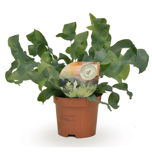 Phlebodium Blue Star