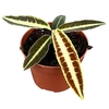 Pflanzen Labisia Jabi
