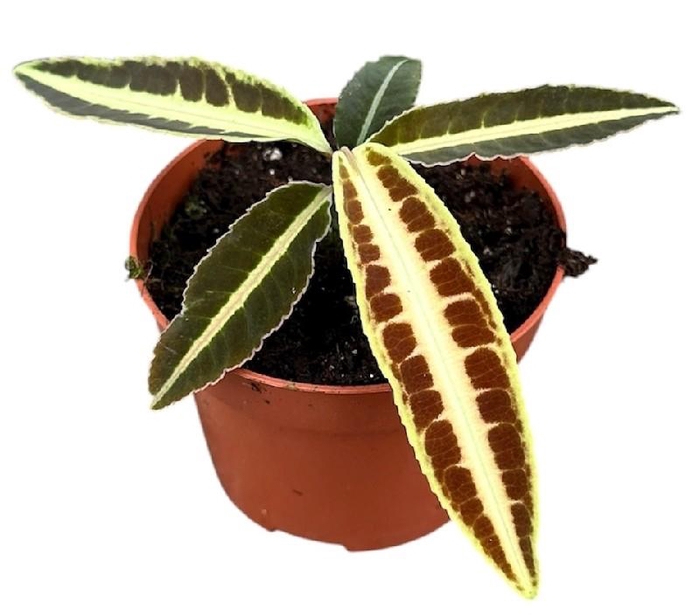 Pflanzen Labisia Jabi