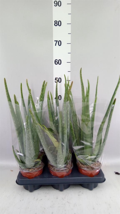 <h4>Aloe vera</h4>